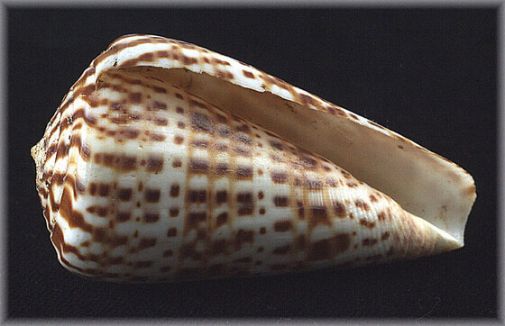 Conus papilionaceus