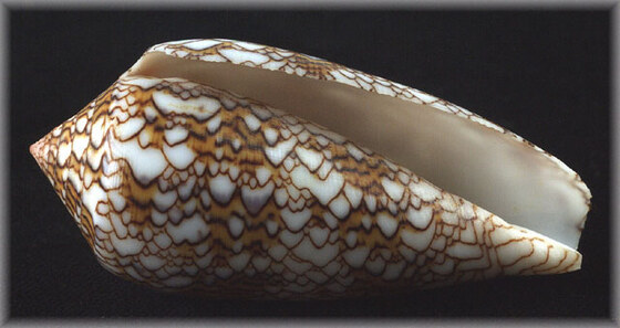 Darioconus textile