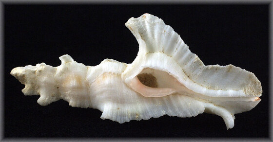 Marchia elongata
