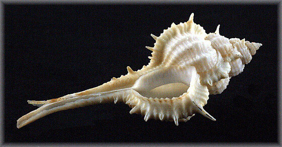 Murex mindanaoensis