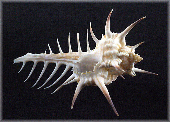 Murex nigrospinosus