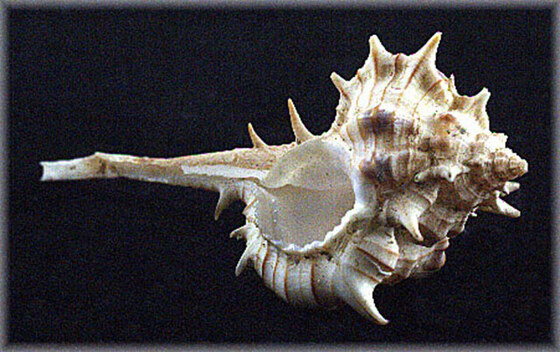 Murex tricornis