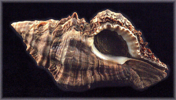 Naquetia capucina