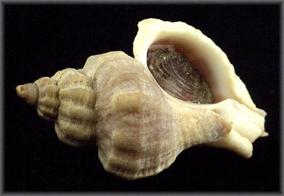 Ocenebra japonica