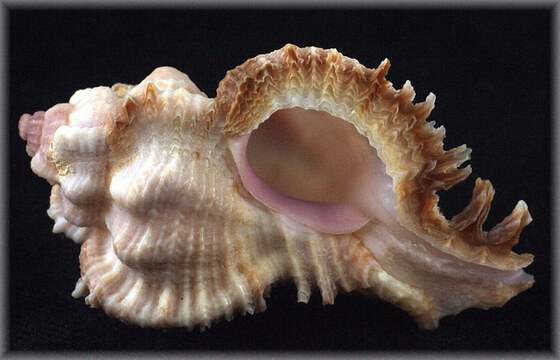 Phyllonotus laciniatus