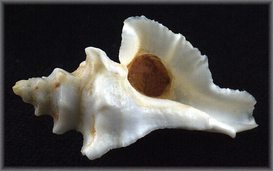 Pterochelus achanthopterus