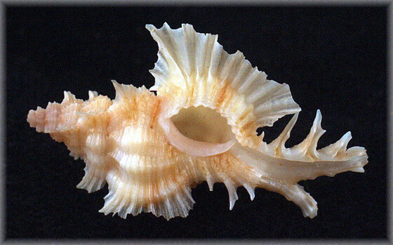 Pterynotus cerinanarumai