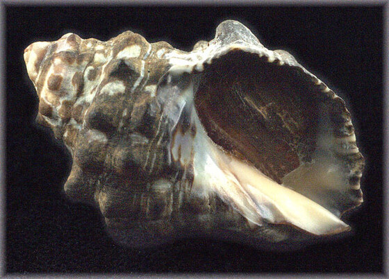 Purpura clavigera