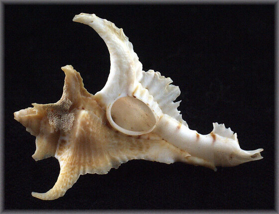 Purpurellus ganbiensis