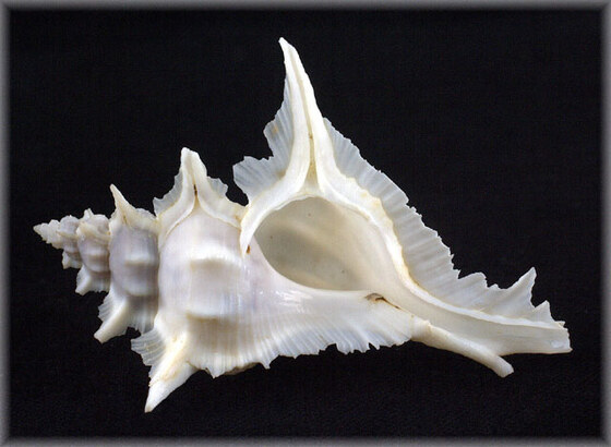 Siratus alabaster