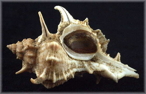 Siratus senegalensis