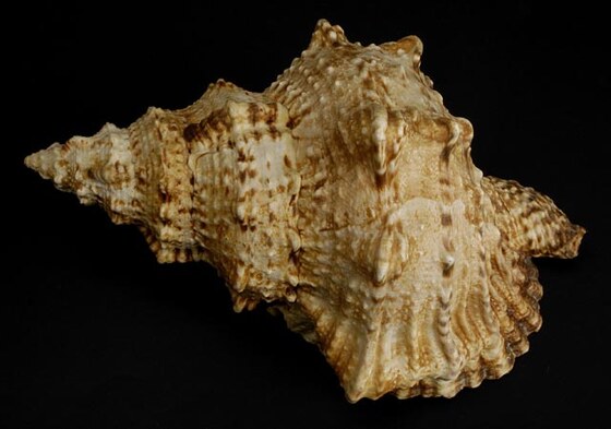 Bursa Buba