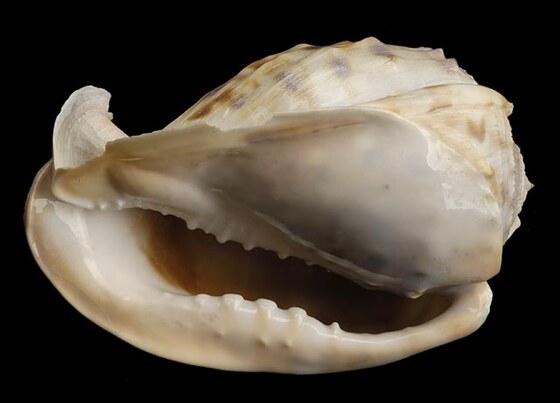 Cassis Tessellata