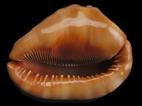 Cypraecassis Ruta