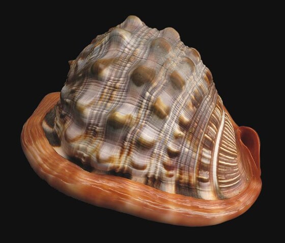 Cypraecassis Ruta