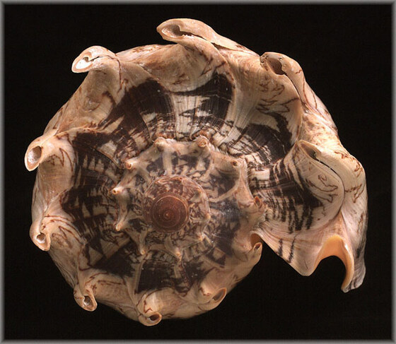 Aulica Imperialis