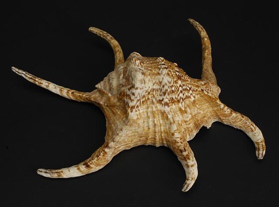 Lambis Chiragra