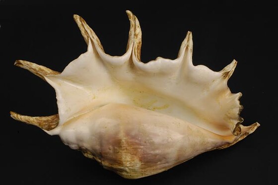 Lambis Truncata