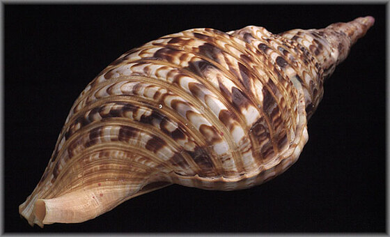 Charonia Tritonis