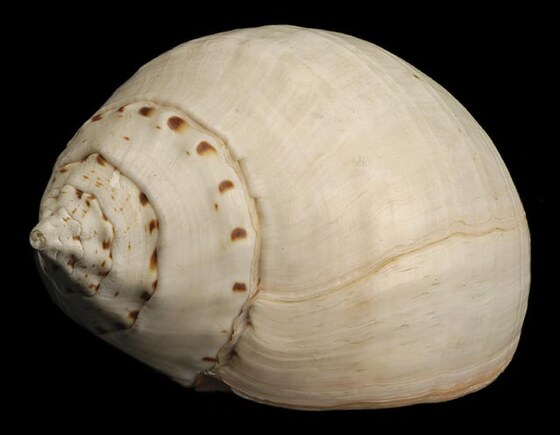 Xancus Pyrum