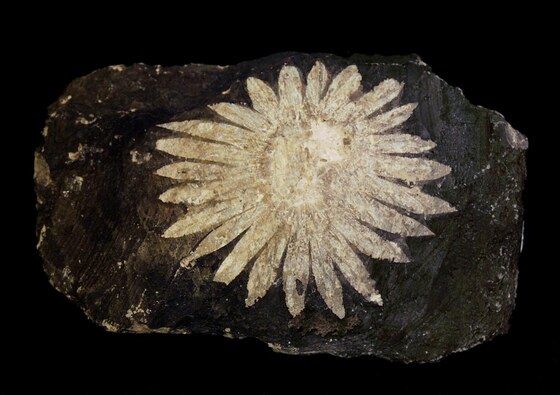 Cristobalite