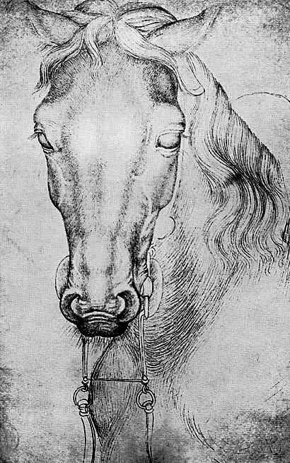 Testa di cavallo. Parigi, Louvre (Disegno N° 2360)